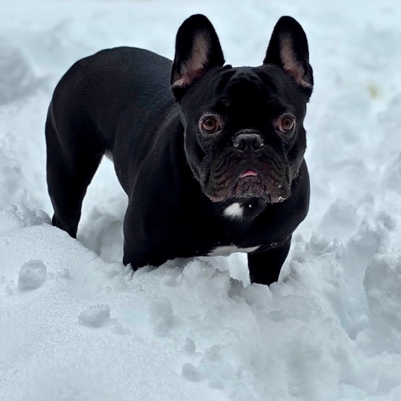 Meet your Posher, Sadie - Picture 2 of 2